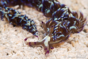 Pteraeolidia ianthina by James Deverich 